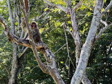 正面を向くニホンザル 正面を向くニホンザル ニホンザル,サル,猿の写真素材