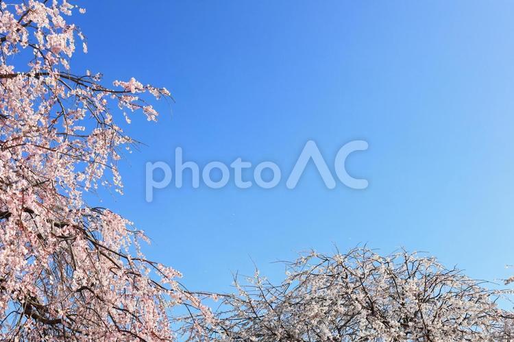 桜と青空3 桜,ソメイヨシノ,枝垂れ桜の写真素材