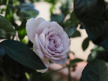 バラ園の綺麗な薔薇を撮りました 花,薔薇,自然の写真素材
