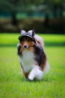 シェルティの写真