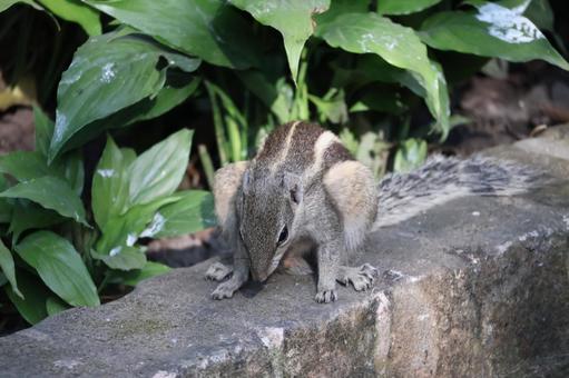 カトマンズの公園のコンクリートの上のリス カトマンズ,公園,コンクリートの写真素材