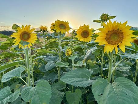 青空の下のひまわり畑 青空の下のひまわり畑 ひまわり,ひまわり畑,花の写真素材