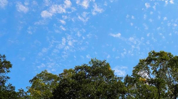木々と秋空の風景 02 木々と秋空の風景 02 秋空,空,青空の写真素材