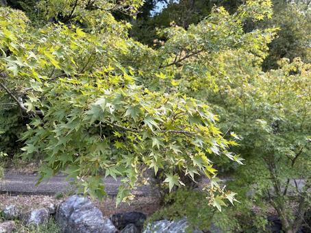 緑に包まれたもみじの枝 もみじ,緑,自然の写真素材