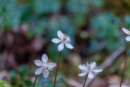 森に咲く小さな梅花黄連の花 森に咲く小さな梅花黄連の花の写真