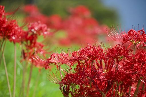 彼岸花 彼岸花 彼岸花,ヒガンバナ,花の写真素材
