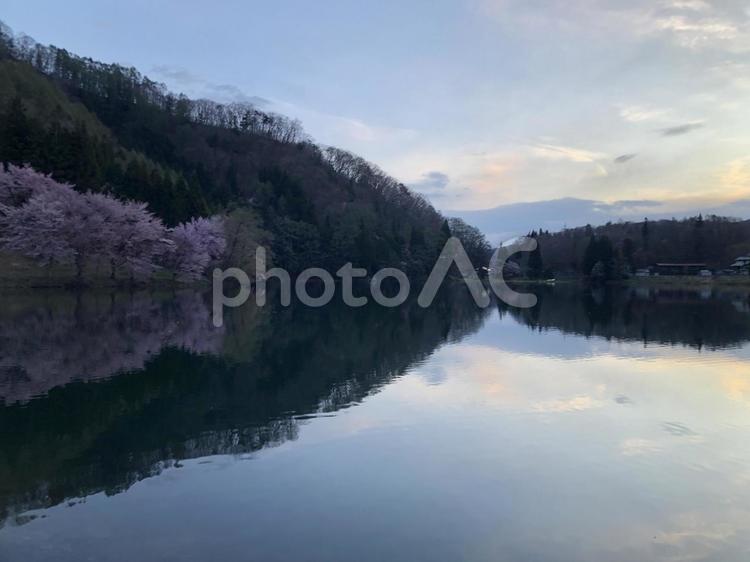 早朝の中綱湖オオヤマザクラ　水鏡 中綱湖,オオヤマザクラ,早朝の写真素材