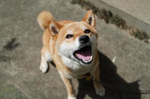 柴犬 お座り おしゃべり 2025年8月 柴犬 お座り おしゃべり 2025年8月 犬,柴犬,カワイイの写真素材