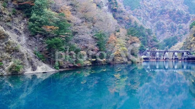 寸又峡にかかる夢の吊り橋から見た大間ダム 大間ダム,夢の吊り橋,紅葉の写真素材