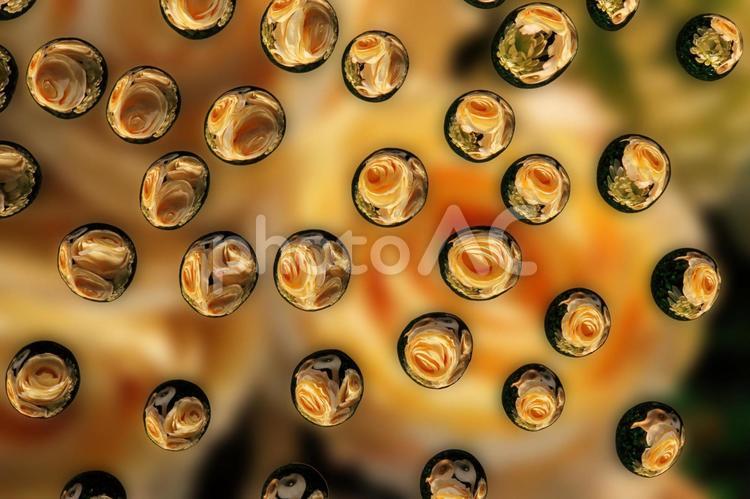 しずくの中の花 水滴,雫,しずくの写真素材