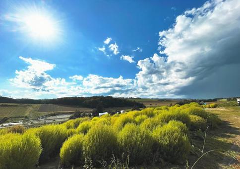 富良野の大地とコキア 富良野の大地とコキアの写真