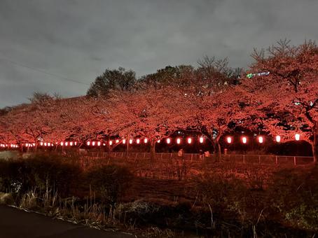 夜桜ライトアップ 夜桜ライトアップの写真