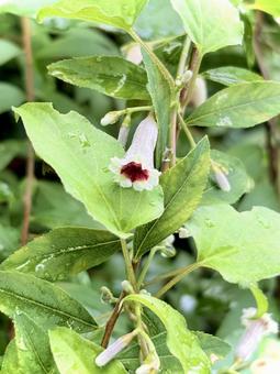 ヘクソカズラの花 01 ヘクソカズラの花 01 屁糞葛,ヘクソカズラ,花の写真素材