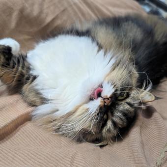 にゃんこ 猫,ミヌエット,ナポレオンの写真素材