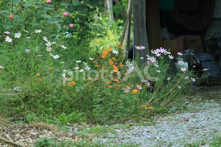 古い小屋の前の草花と秋桜です コスモス,花,秋の花の写真素材
