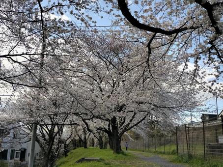 cherry blossoms, JPG cherry blossoms, JPG
