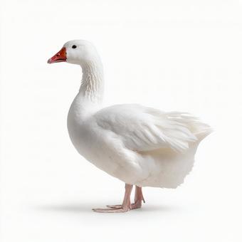 真っ白な羽毛が美しい、優雅なガチョウ 真っ白な羽毛が美しい、優雅なガチョウの写真