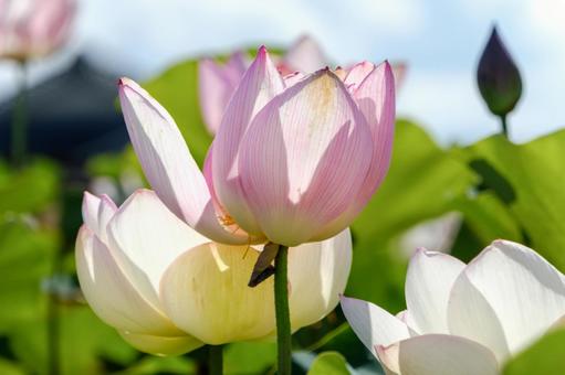 光を浴びて咲く蓮のつぼみと花 光を浴びて咲く蓮のつぼみと花 蓮,花,蕾の写真素材