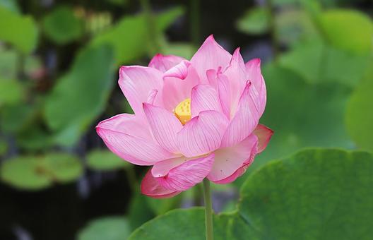 古代蓮の花 古代蓮の花の写真
