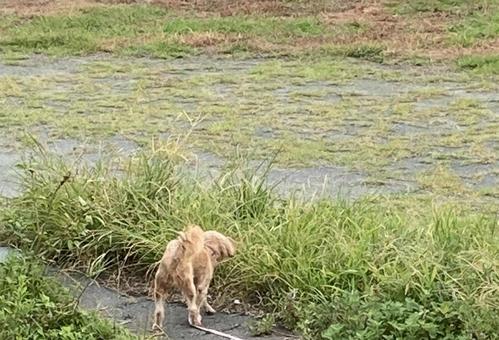 Photo, weed, grass, dog, 