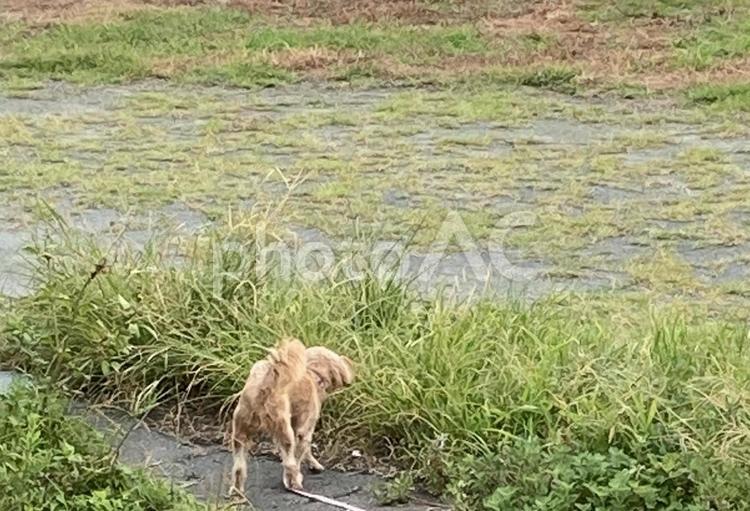 早朝の犬の散歩 雑草,草,犬の写真素材