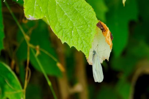 Cabbage White Butterfly(32), JPG Cabbage White Butterfly(32), JPG