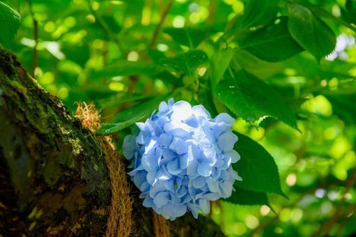 紫陽花 梅雨の季節 紫陽花 梅雨の季節の写真