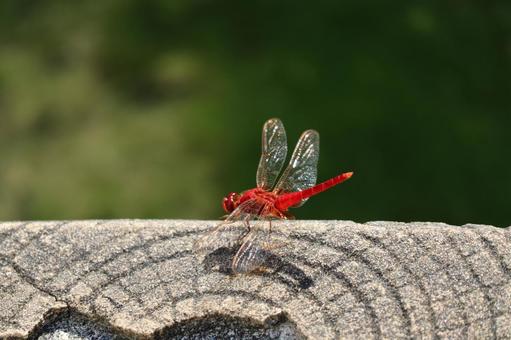 トンボの写真