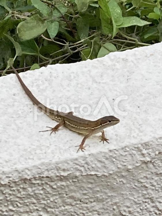 夏の庭先でばったり目が合ったカナヘビ カナヘビ,爬虫類,生き物の写真素材