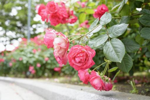 花 花の写真