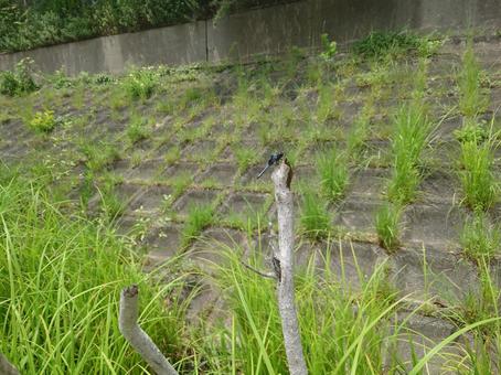 オオシオカラトンボ オオシオカラトンボ,蜻蛉,トンボの写真素材