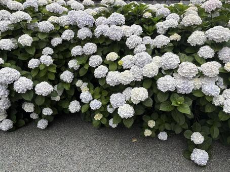 アジサイたくさん アジサイたくさん アジサイ,花,植物の写真素材