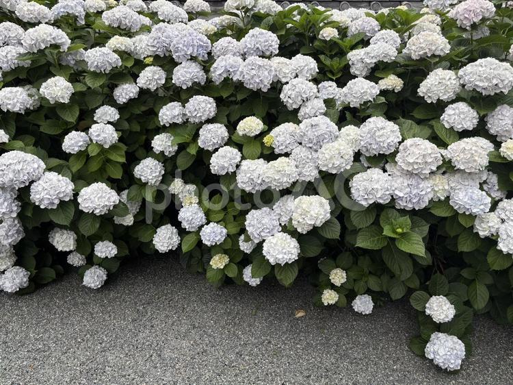アジサイたくさん アジサイ,花,植物の写真素材