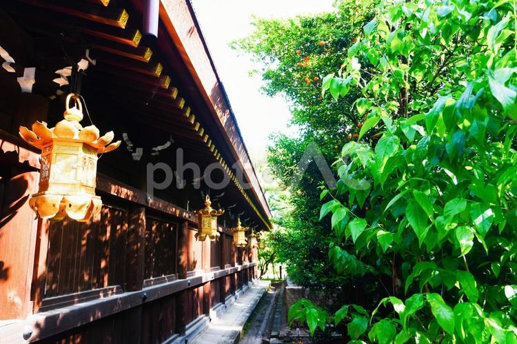 北野天満宮境内 京都,北野天満宮,神社の写真素材