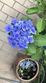 紫陽花 紫陽花の写真
