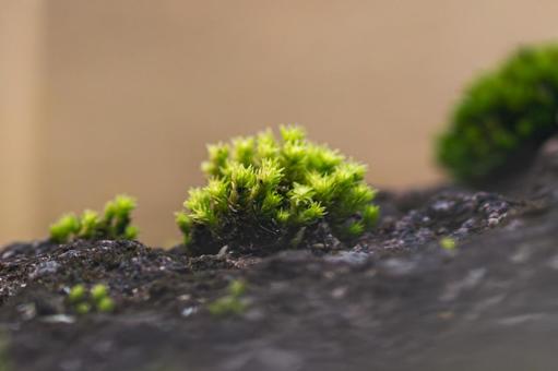 タマゴケ タマゴケの写真