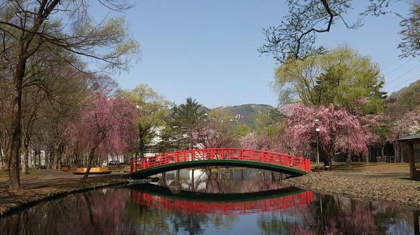 枝垂桜の咲く池にかかった赤い橋 橋,赤い,池の写真素材