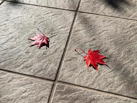 秋の紅葉の画像 もみじ,紅葉,秋の写真素材