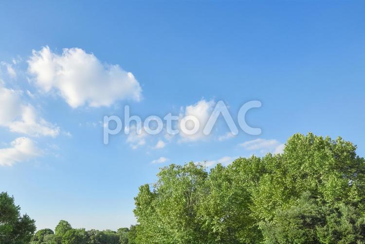晴れた日の青空と木々 青空,空,雲の写真素材
