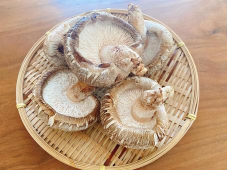 Photo, shiitake mushroom, mushroom, monkey, 