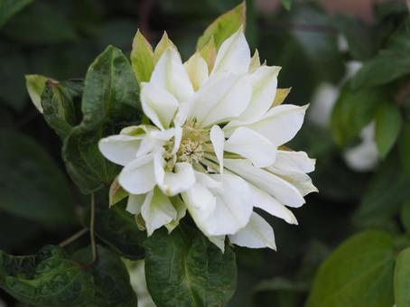 クレマチス　雪おこし② クレマチス,テッセン,雪おこしの写真素材