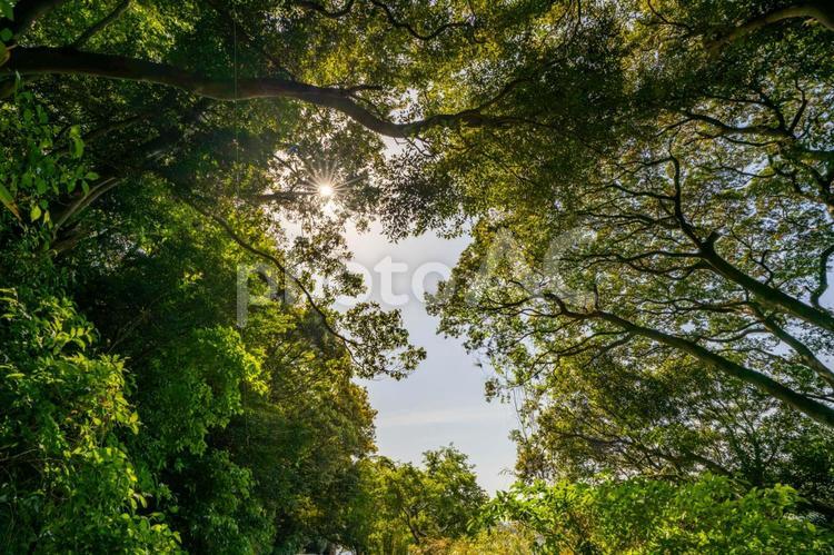 森の中から見上げる空 自然,森林,森の写真素材