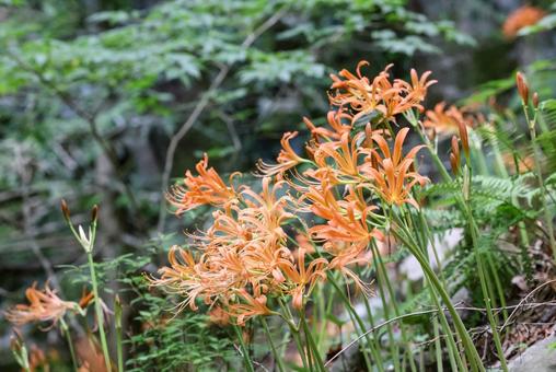 オオキツネノカミソリ群生地 オオキツネノカミソリ群生地 オオキツネノカミソリ,花,大狐のカミソリの写真素材