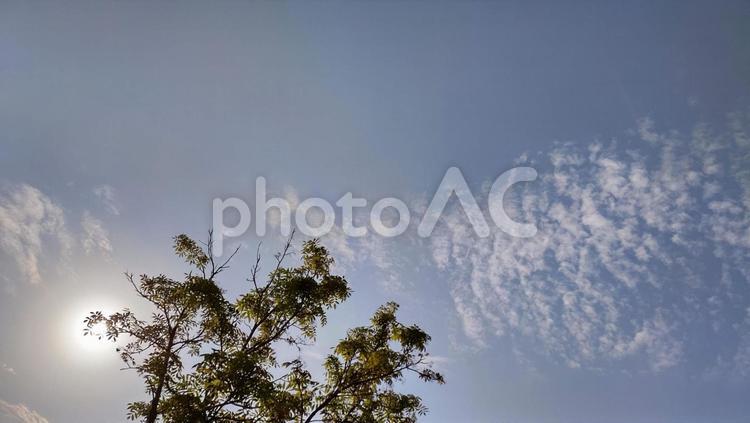 空と差し込む光 空,木,お日様の写真素材