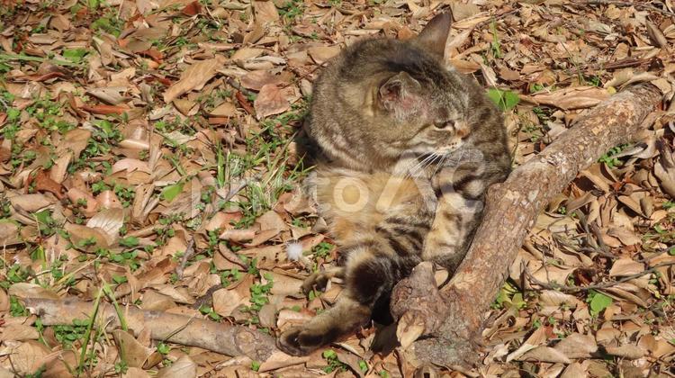 日向ぼっこが日課のもふもふで可愛い猫様 猫,キジトラ,日向ぼっこの写真素材