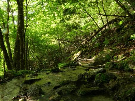 鳳凰三山のドンドコ沢登山道 鳳凰三山のドンドコ沢登山道の写真