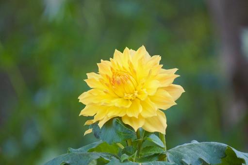 ダリア ダリア,花,黄色の写真素材
