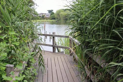 公園 石神井公園,公園,練馬の写真素材