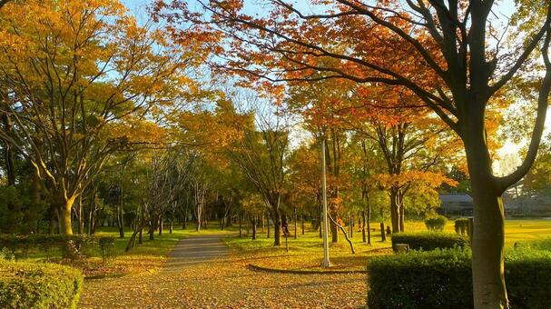 紅葉の北部公園（金沢） 紅葉,秋,公園の写真素材