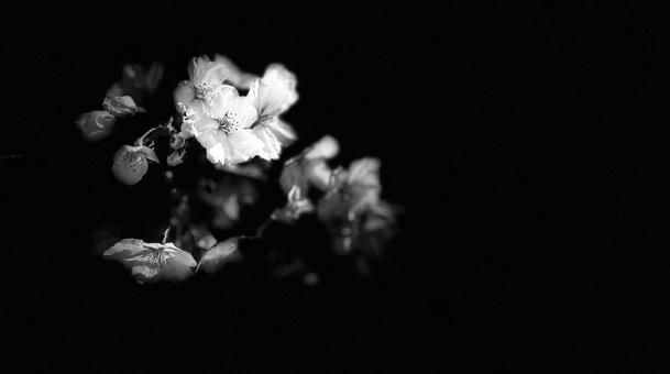 Photo, flower, photo, modern, 
